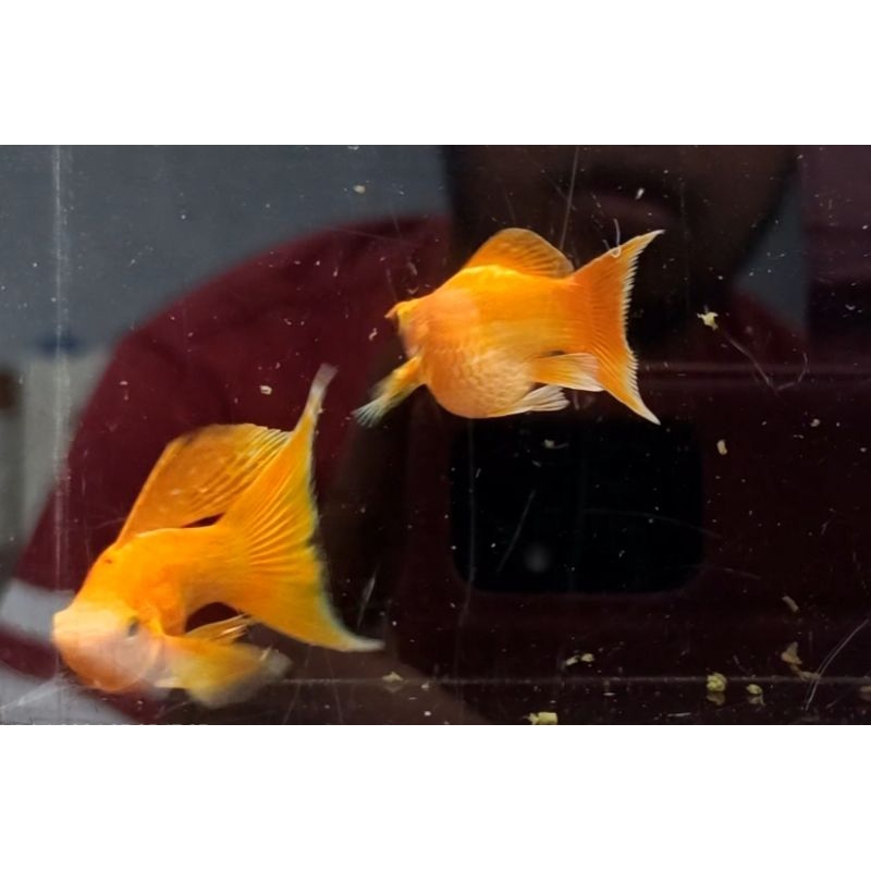 Supergold Molly Balon Lyretail