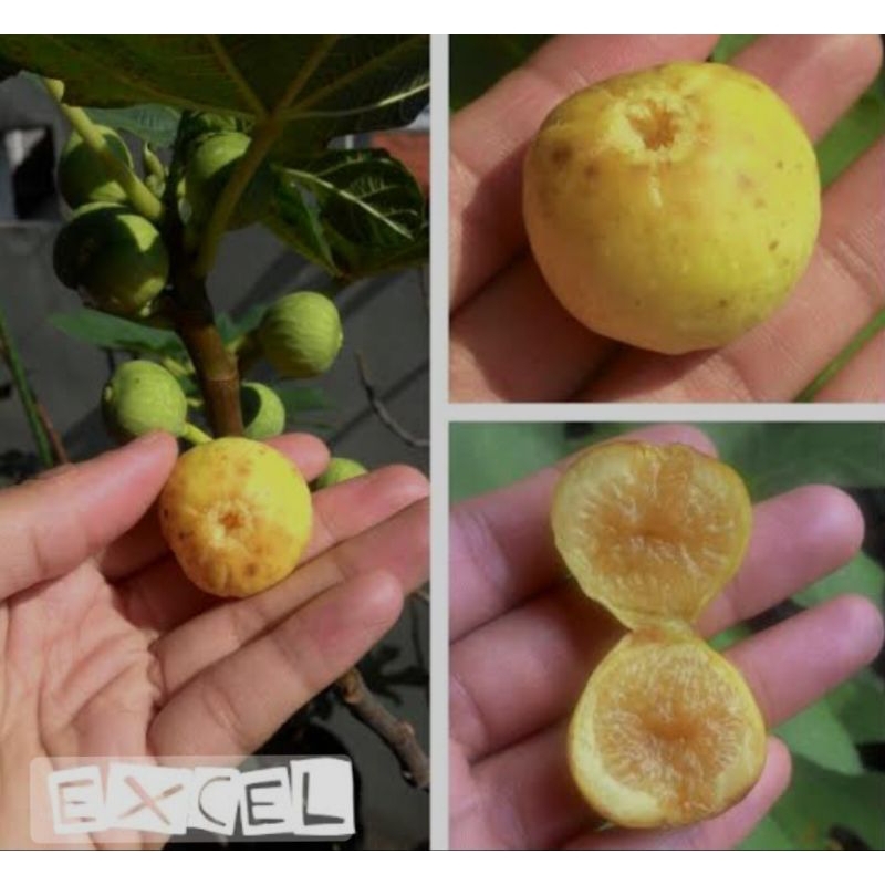 bibit cangkok buah tin excel berbuah sangat manis
