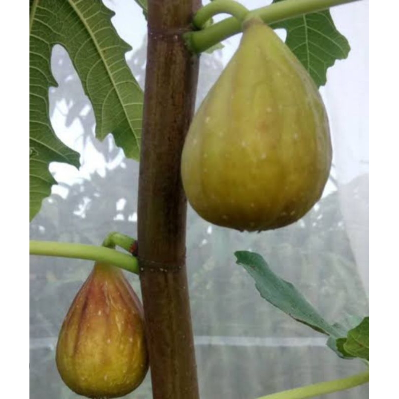 bibit cangkok buah tin LDA / dalmati mudah berbuah