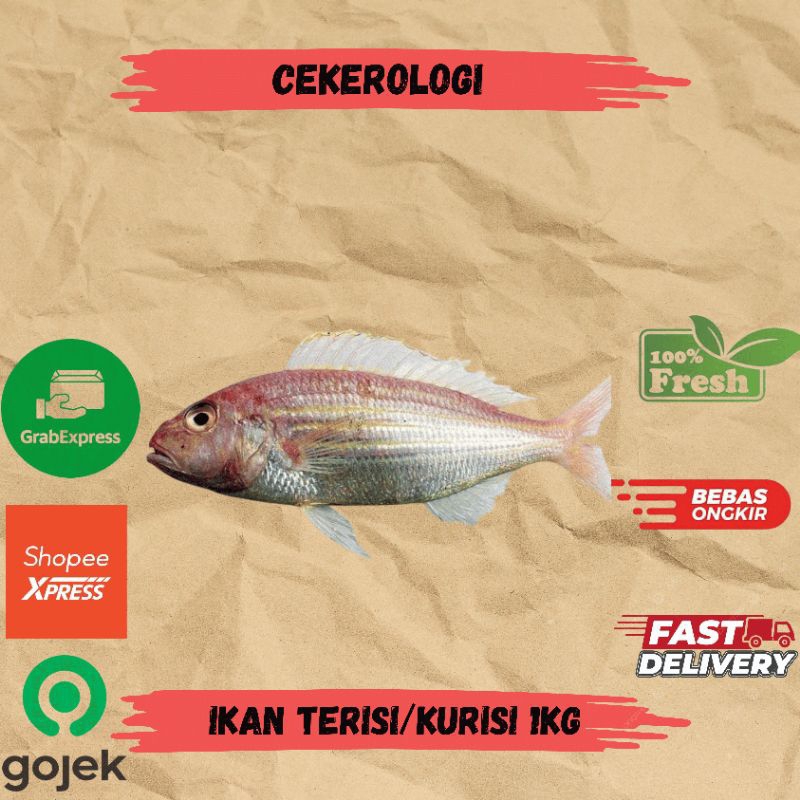 

Ikan Terisi 1kg / Ikan Kurisi / Ikan Terisi Fresh Berkualitas / JABODETABEK / Ikan Segar / Ikan