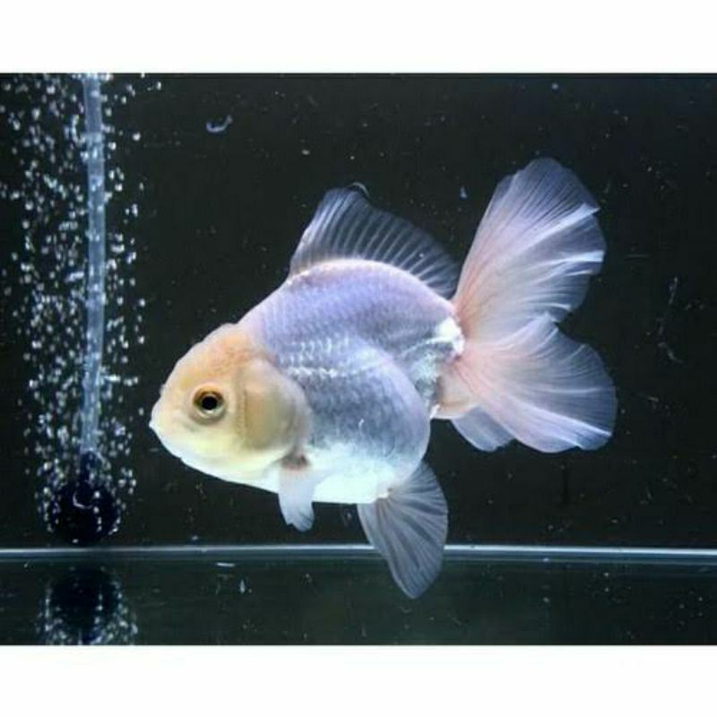 koki oranda putih isi 10 hiadan aquarium