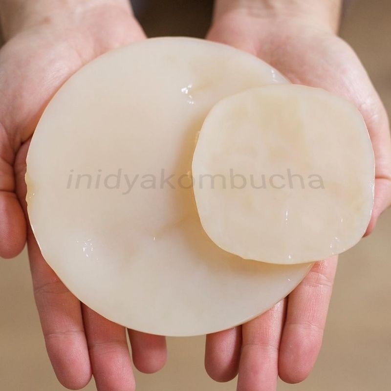 

SCOBY KOMBUCHA/JAMUR DIPO SMUa SCOBY sudah Include Cairan Biang stater nya