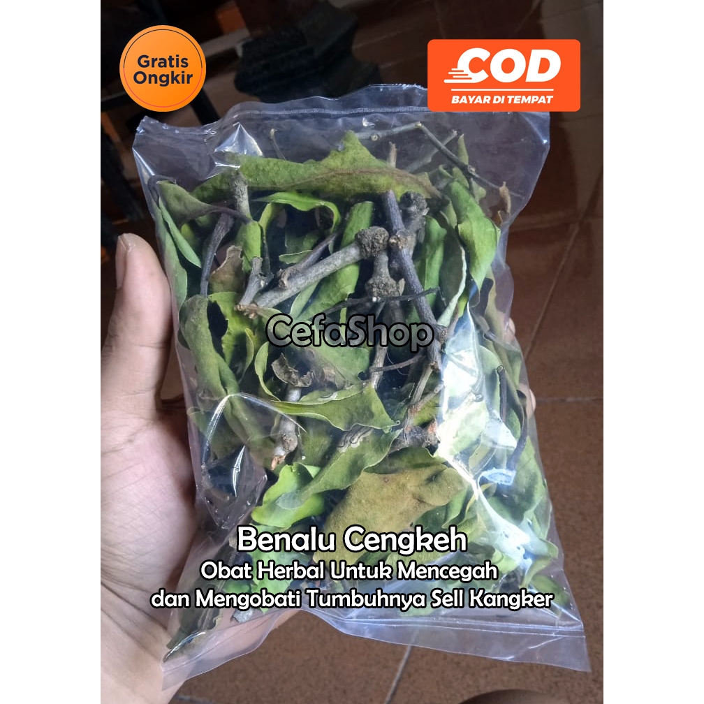 

Benalu Cengkeh Asli 100%. Obat Herbal Untuk mengobati dan mencegah tumbuhnya sell Kangker