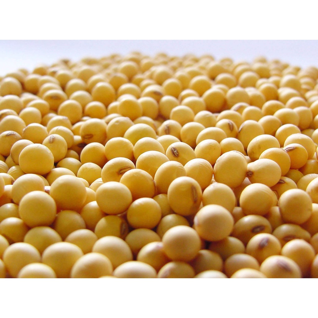 

Kacang Kedelai kualitas Super 500gr