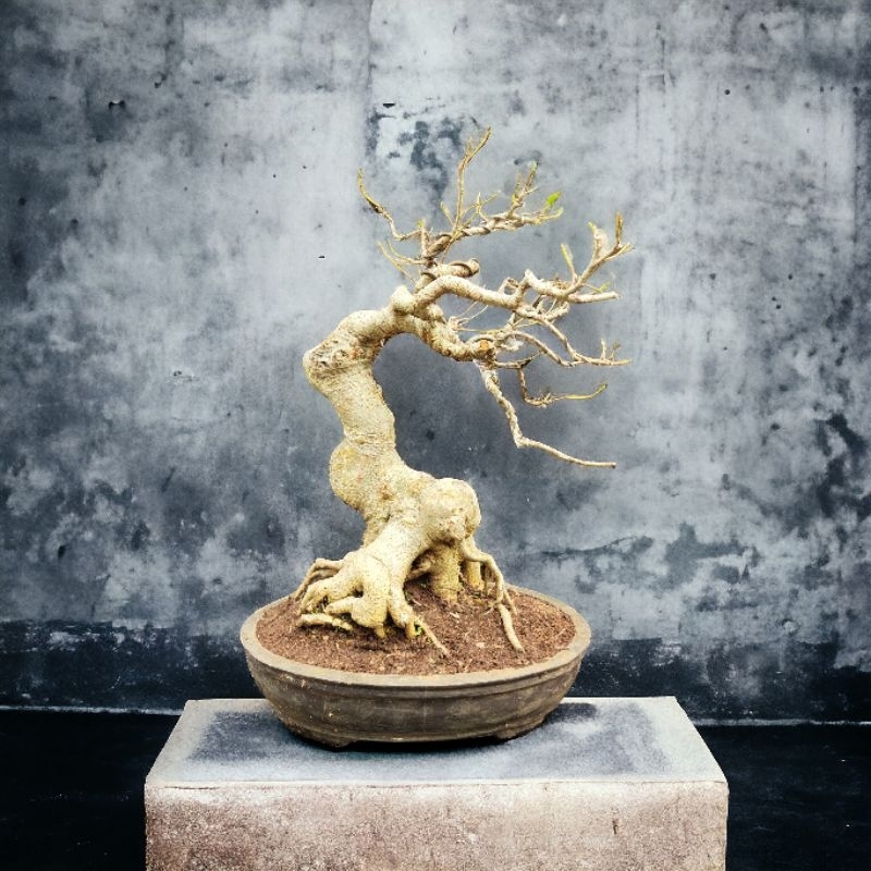 RZ Bonsai-Ampelas Putih ukuran Medium Berkarakter