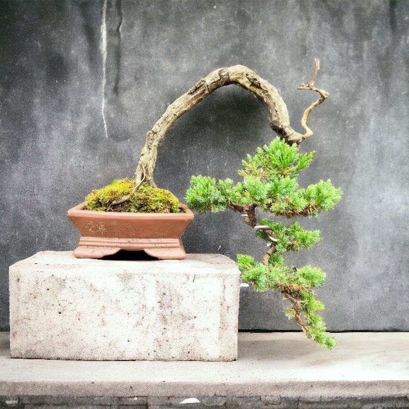 RZ Bonsai-Cemara Duri Siap Pajang