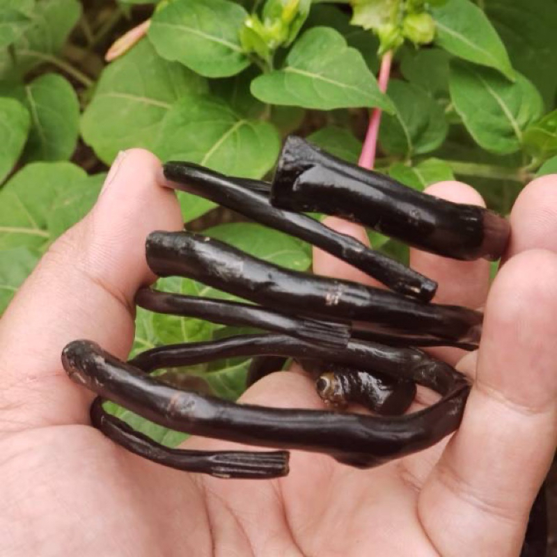Gelang Akar Bahar Hitam Asli - Gelang Akar Bahar Original Hitam Lentur