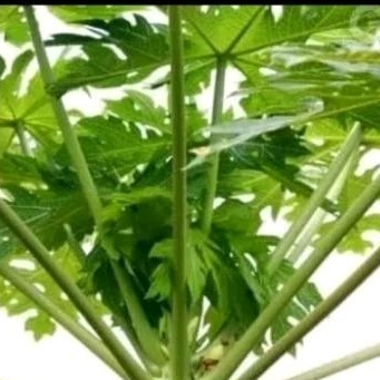 

Daun Pepaya Per 100g