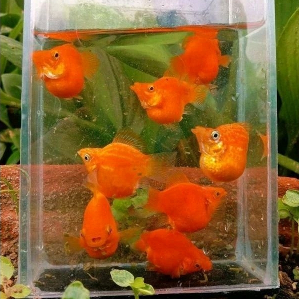 molly Sunkist ballon