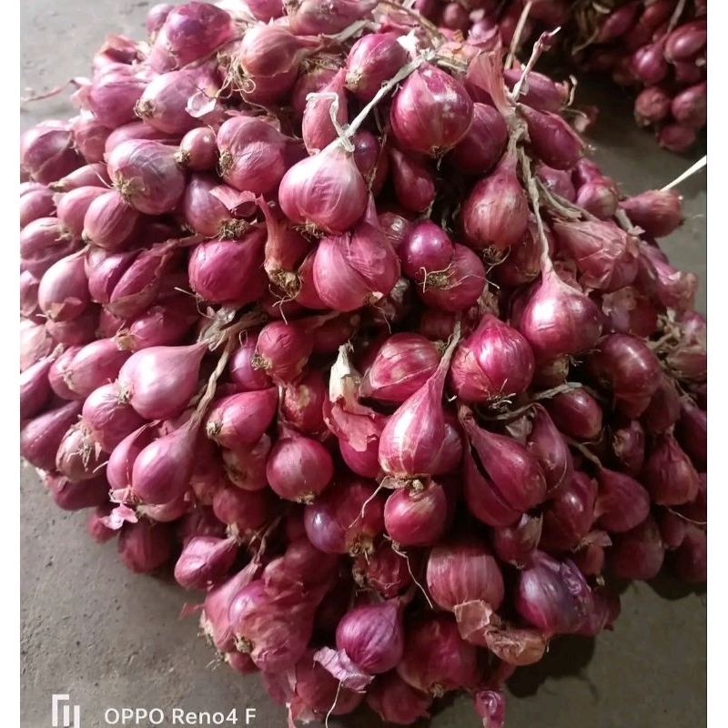 

bawang merah brebes