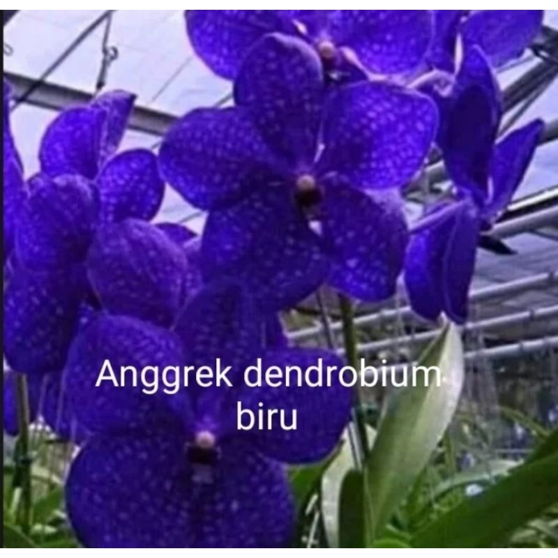 Tanaman hias anggrek dendrobium bunga biru
