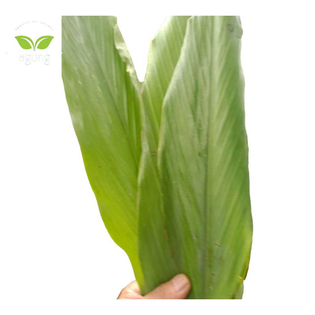 

manpaat daun kunnyit segar /g
