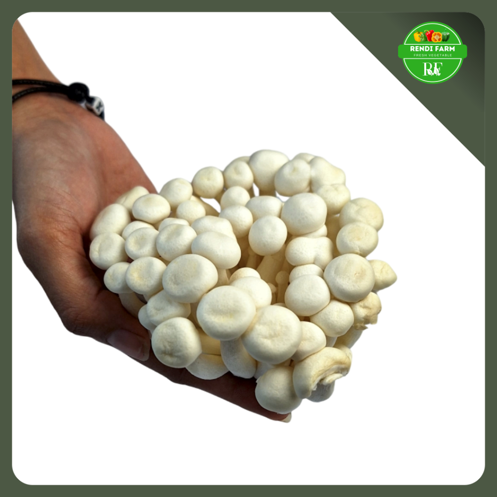 

JAMUR SHIMEJI PUTIH 150 GRAM PROMO MENJELANG RAMADHAN