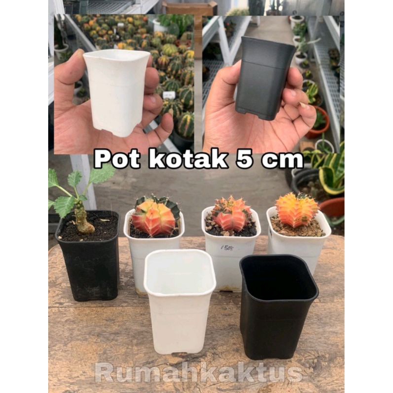 Pot Kotak Hitam dan Putih 5 cm 1 LUSIN