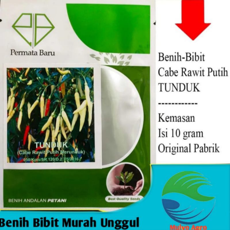 Benih Cabai Rawit Putih Bibit Cabe Rawit Putih Biji Cabai Rawit Putih TUNDUK Rawit Merunduk isi 10 g