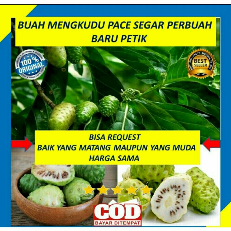 

TERLARES Herbal Alami BUAH MANKUDU/PACE segar