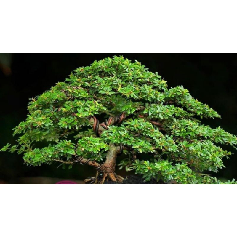 bibit Saeng simbur mikro super Thailand ORI