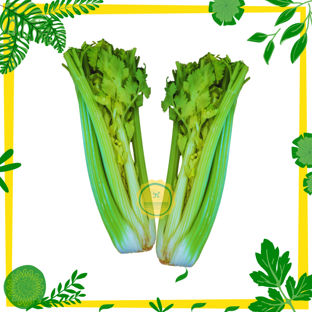 

Celery / Seledri Stick Import - 1 Pack (700 - 900 Gram)