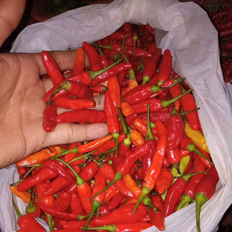 

cabe rawit merah ori