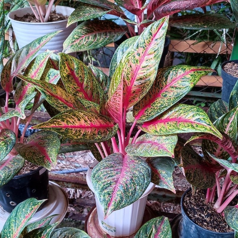 Bunga Aglonema Hot  Lady Flaming