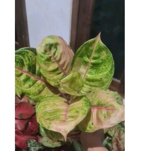 Aglonema Susan besar