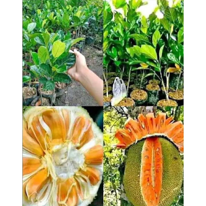 BIBIT NANGKA MERAH OKULASI