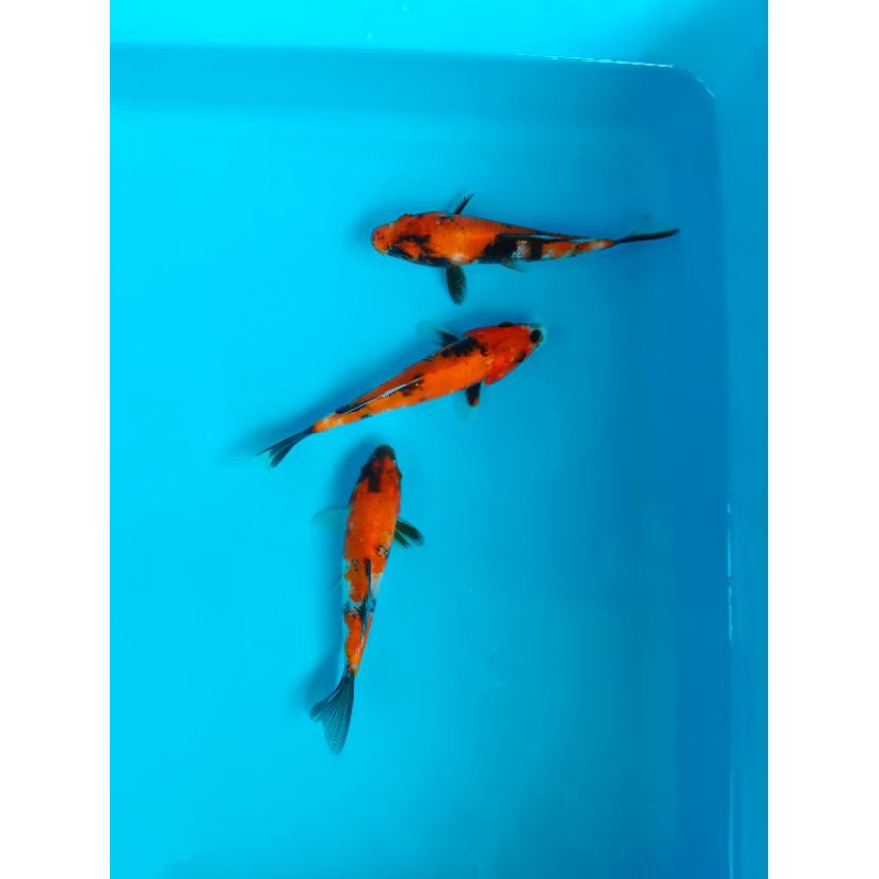 

PAKET 4 EKOR KOI SHOWA BERKUALITAS UKURAN 15-20CM