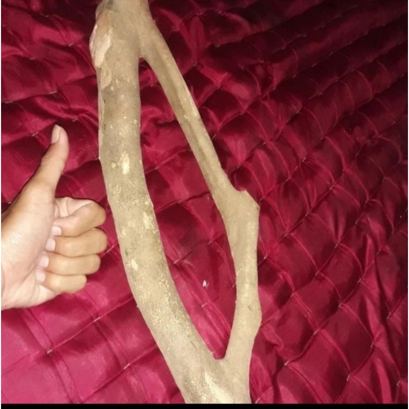 Akar Mimang asli natural