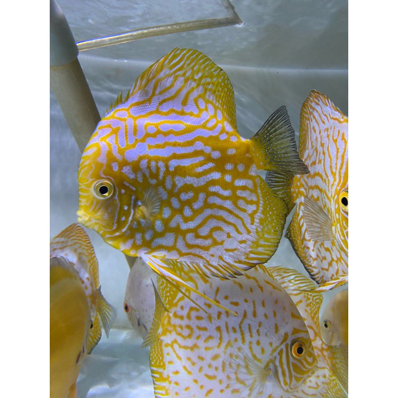 discus pigeon yellow