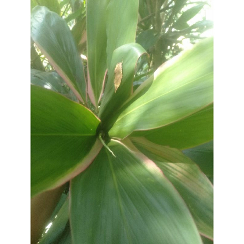 

daun hanjuang 3kg buat bungkusan bacang dan lain lainnya asli masih segar