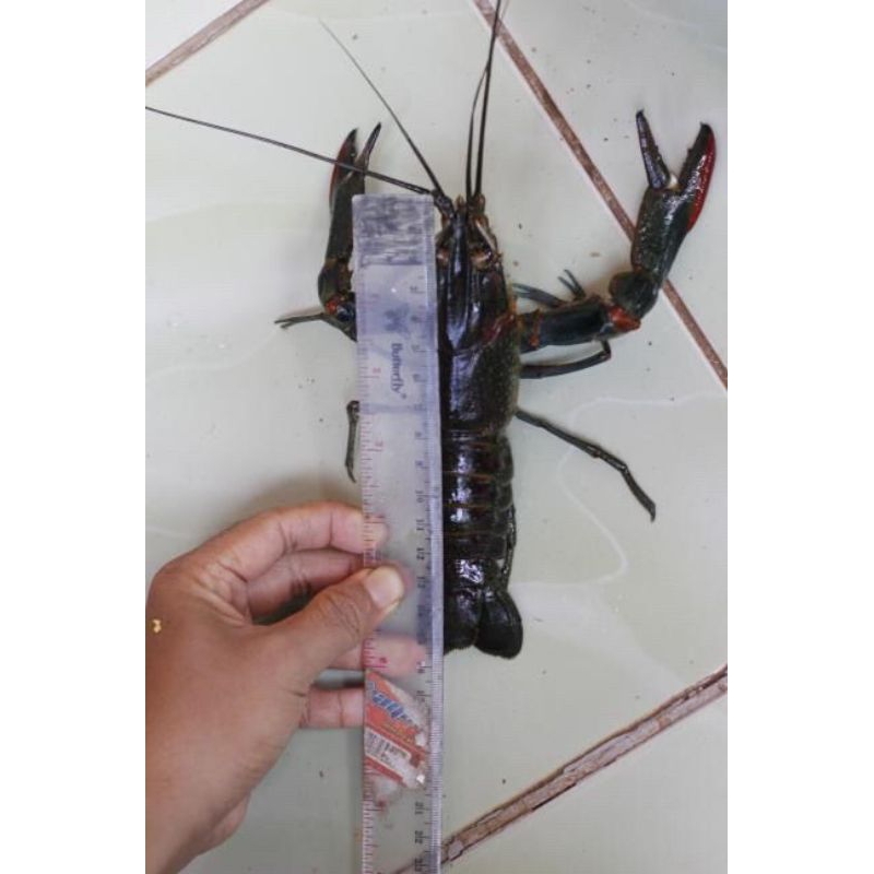 Lobster air tawar 5 inch indukan