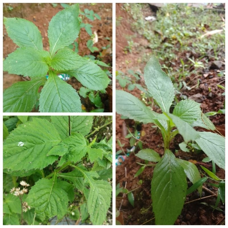 

Ready Daun sintrong/ejle Segar 500gram