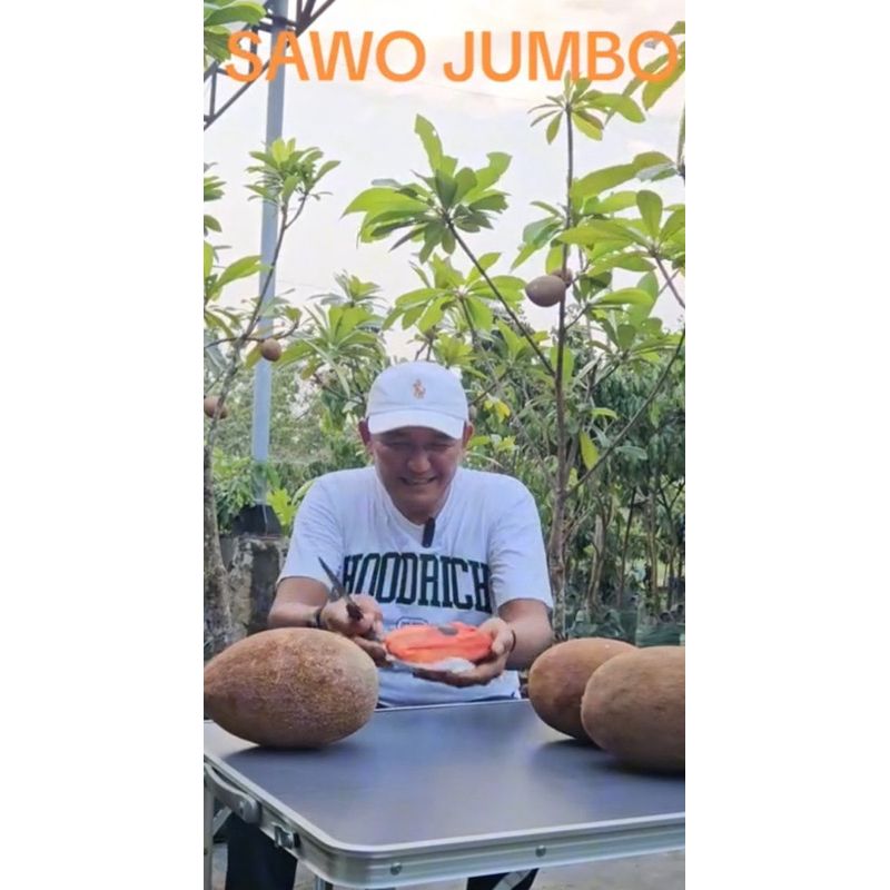 Bibit Sawo Mame Sapote