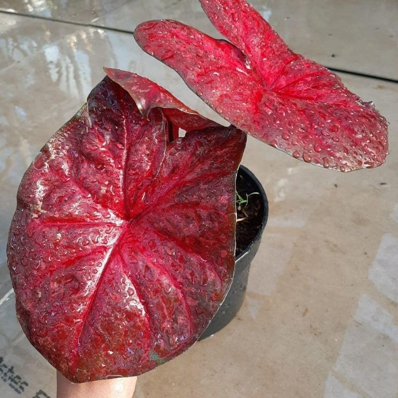 Tanaman Hias Caladium Red Dragon-Keladi Red Dragon Bibit-Keladi Merah Cantik