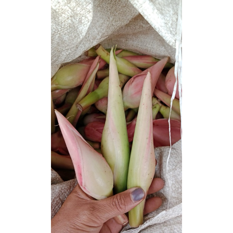 

Kincung / kecombrang