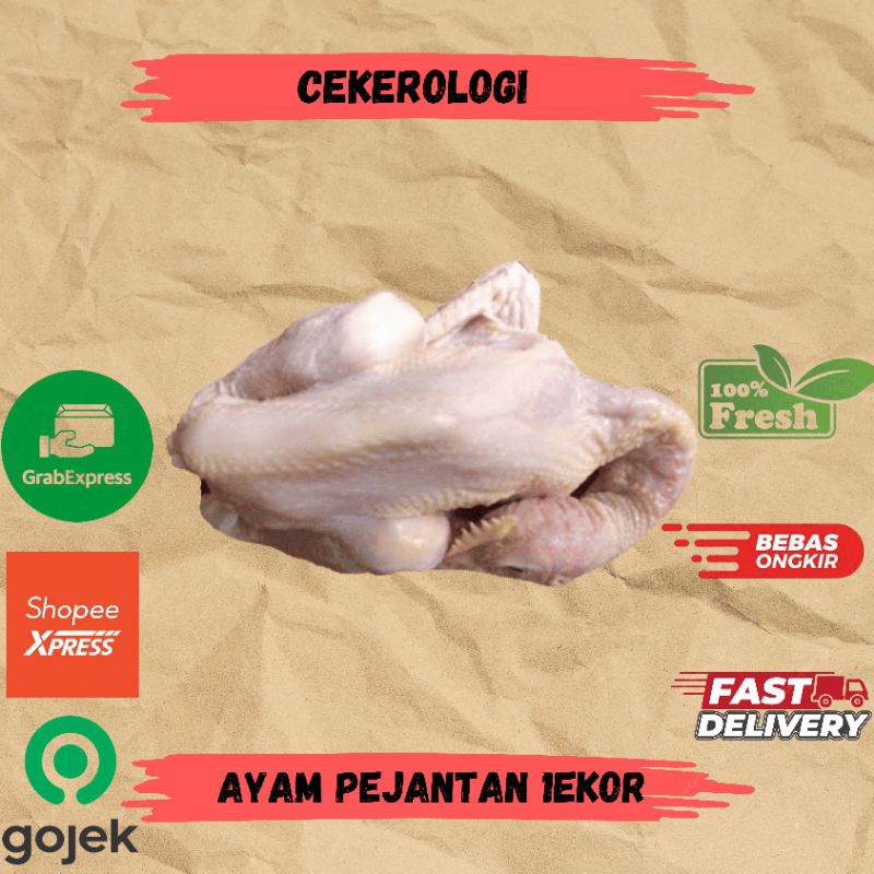 

Ayam Potong Pejantan 1ekor / Ayam Pejantan / Ayam Pejantan Fresh Berkualitas / JABODETABEK l/ Ayam Potong / Ayam