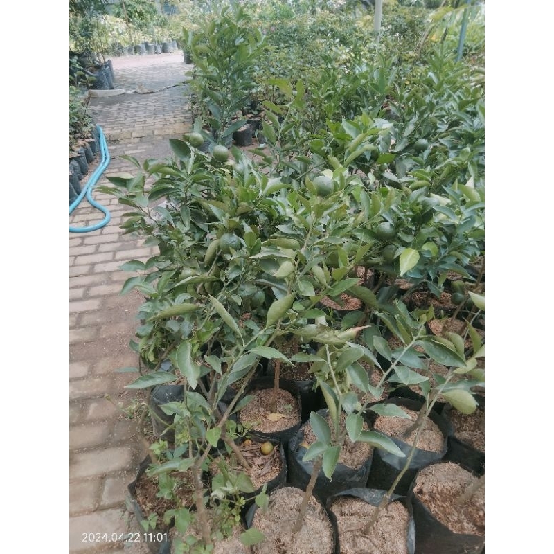 

Paket jeruk berbuah