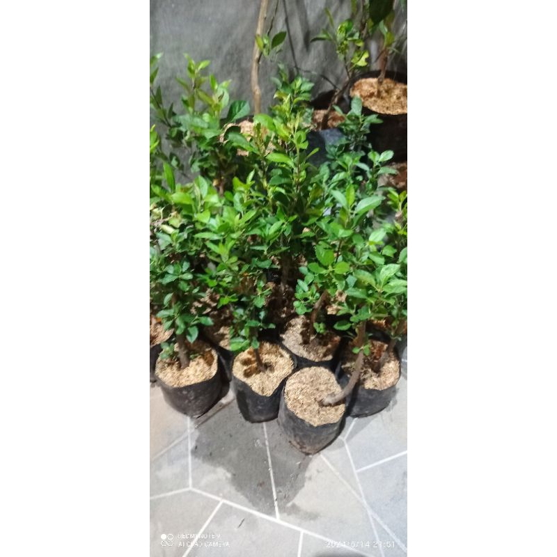 BIBIT APEL MERAH CANGKOK