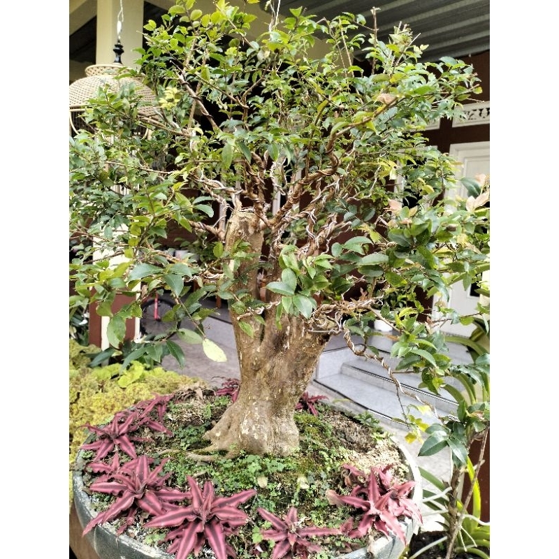 bonsai bahan bonggolan anggur brazil