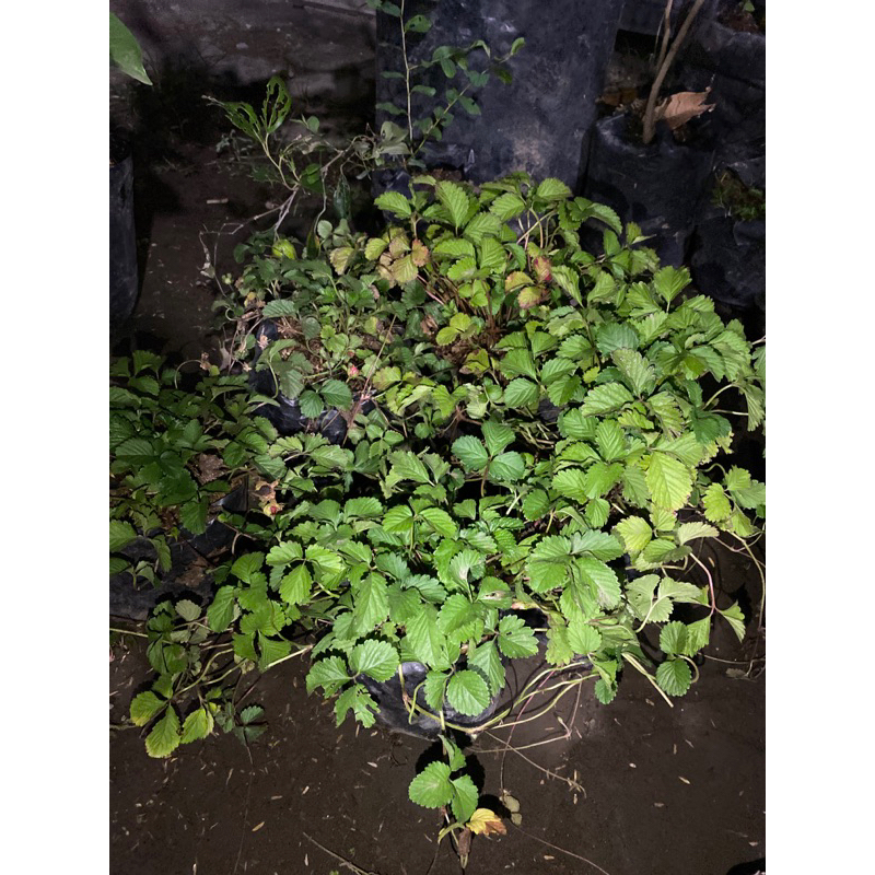 

bibit strowbery imporr berbuah
