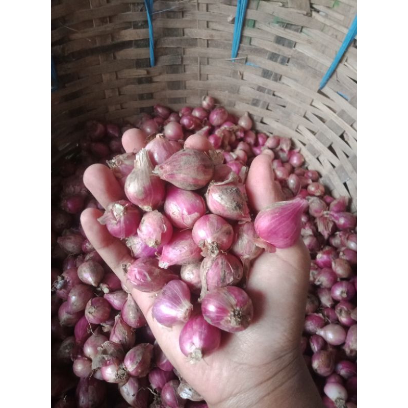 

Bawang merah Probolinggo 1kg