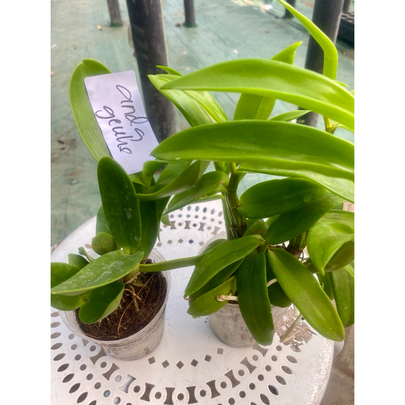 Dendro antenatum & dendro nindii