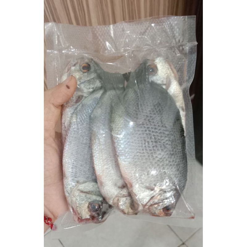 Ikan Tembakang Besar