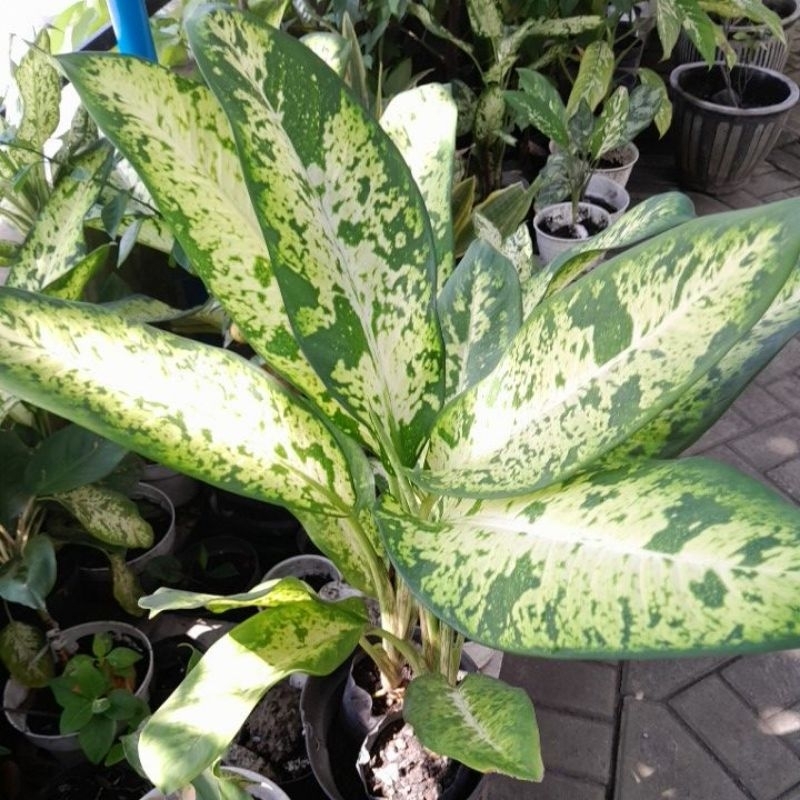 Aglonema Diven galaxy klasik