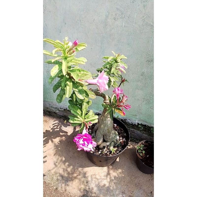 adenium bonggol besar dengan pot siap pajang