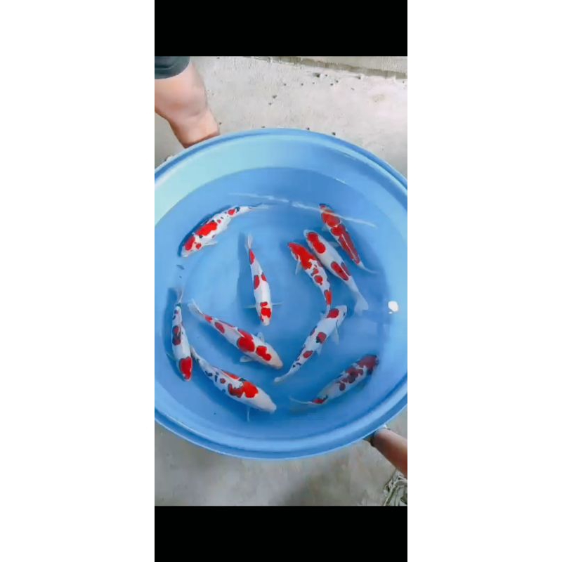 ikan koi doitsu paketan 10 ekor size 30-32cm