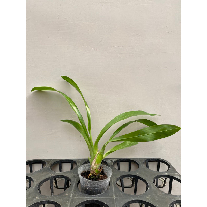 Anggrek Dewasa Spesies Gramatopilum