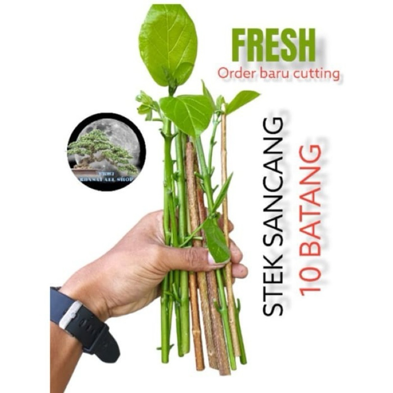 bonsai sancang stek batang sancang sudah subur
