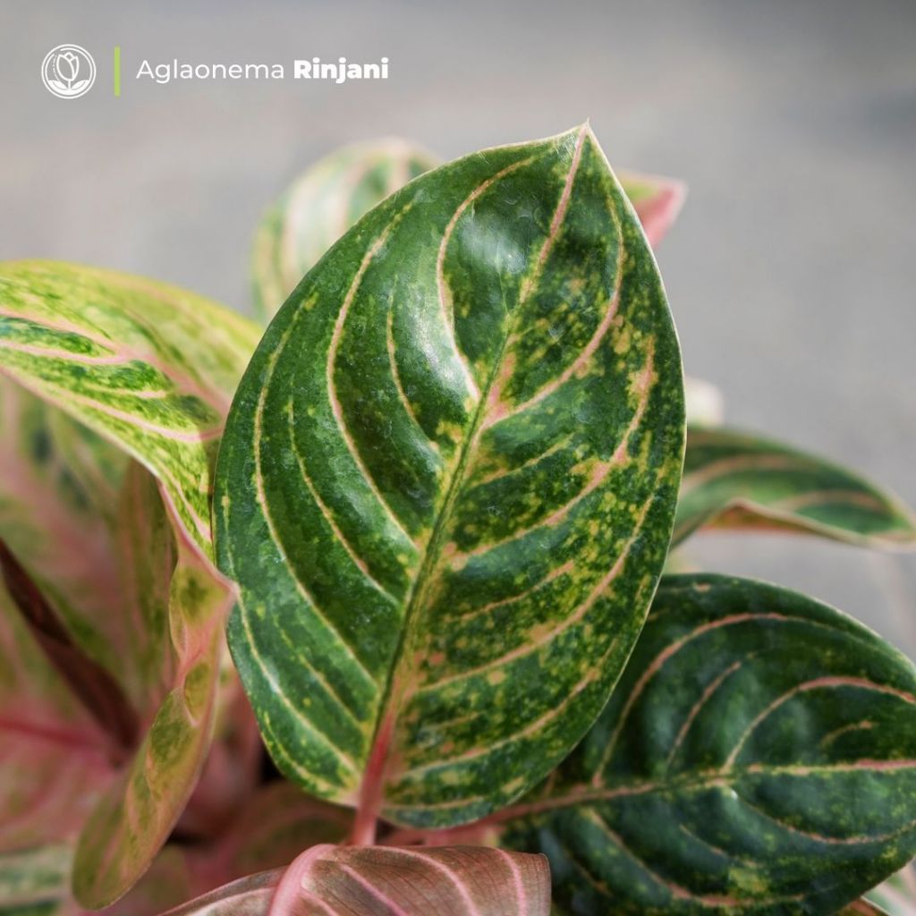 Aglonema Rinjani