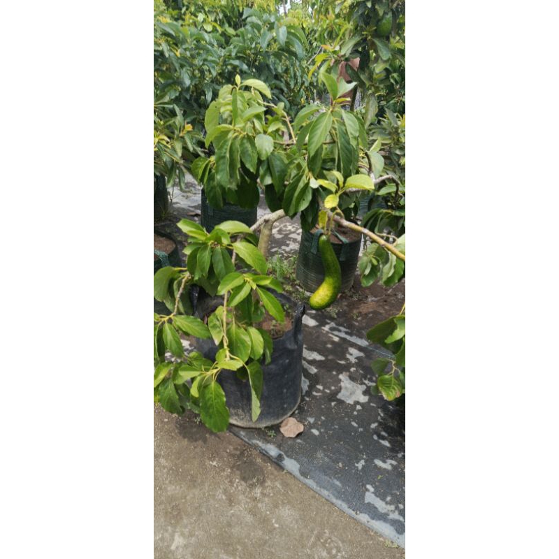 

ALPUKAT PREMIUM SAB034